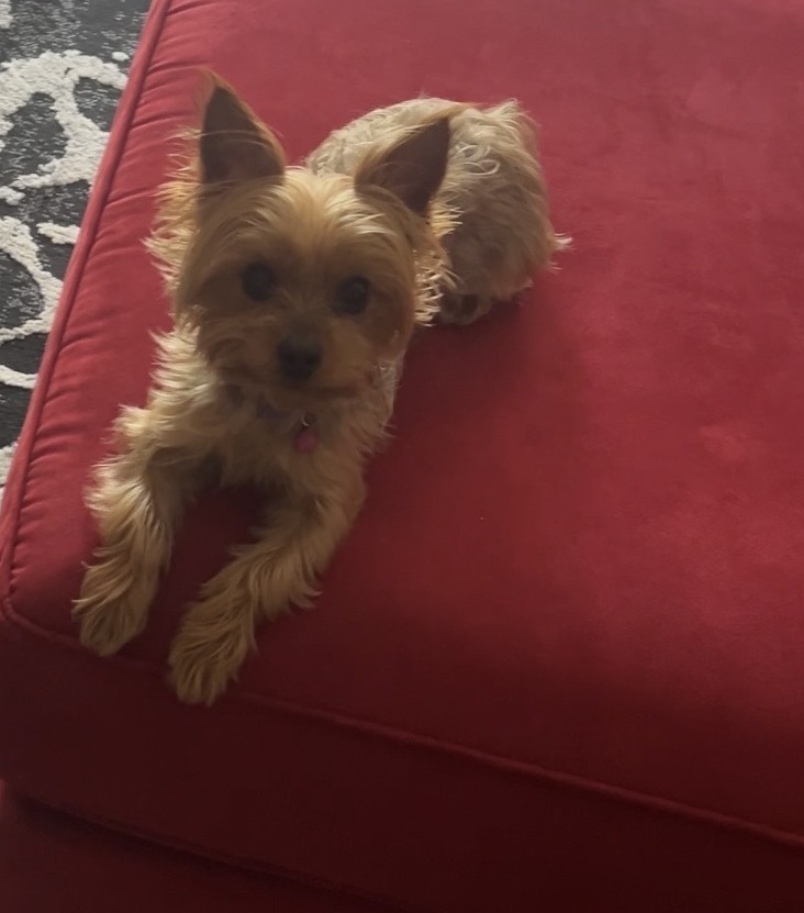 Teeny, our Yorkshire Terrier, the inspiration for the Forever Yorkies memorial charm